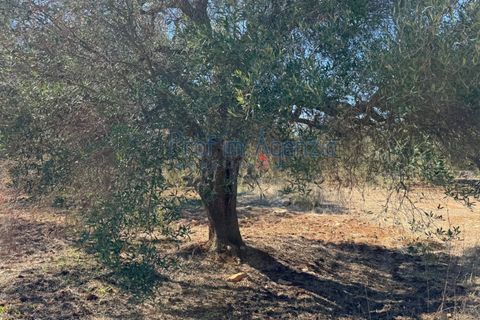 Helårsgrund i Carovigno, Brindisi, Carovigno - € 29.000 | Ref: 122781 - foto 10